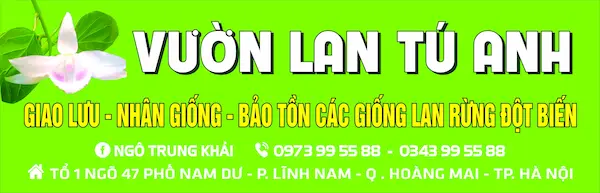 Vườn Lan Tú Anh – Tổ 1 Ng. 47 P. Nam Dư, Lĩnh Nam