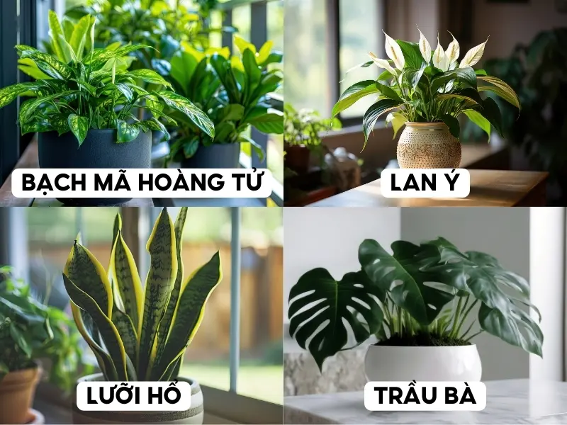 Các loại cây phù hợp với nữ gia chủ mệnh Thổ tuổi Tân Mùi